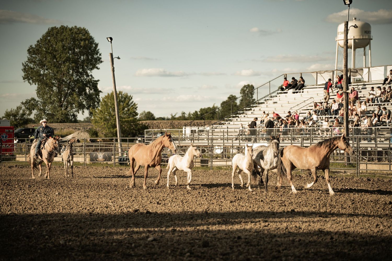Horses trot across a dirt arena at a rodeo while spectators watch from packed bleachers in warm sunset light.