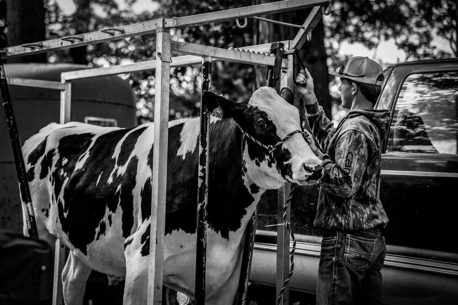Man in cap grooming a black and white dairy cow secured in a metal chute outdoors.