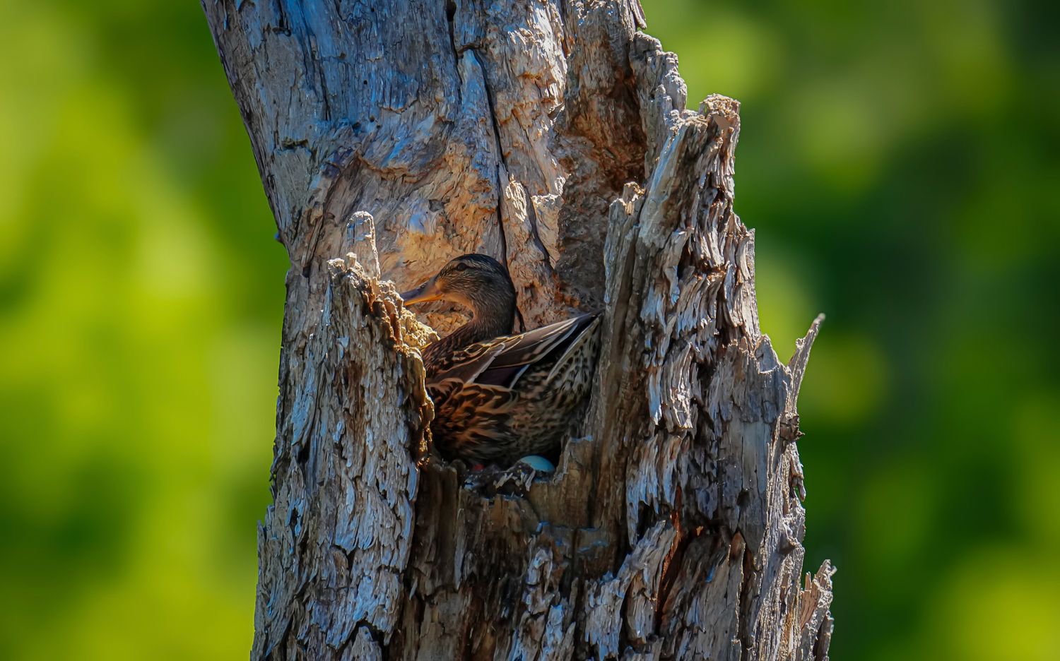 A small bird nesting in a hollow cavity of a weathered tree trunk surrounded by lush green bokeh background.