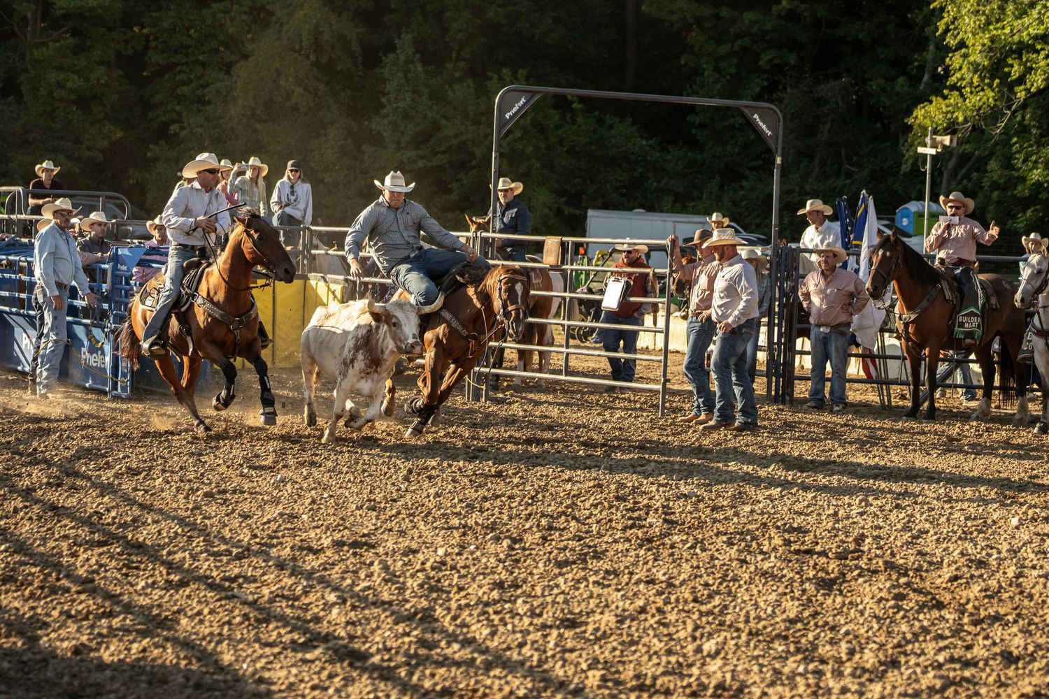 Cowboys on horseback chase a steer across a sunlit rodeo arena during a team roping competition.