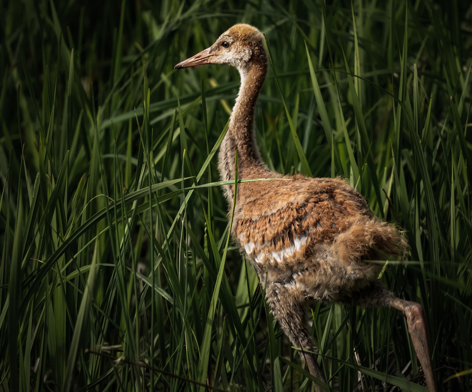A young sandhill crane chick stands among tall green marsh grasses in soft natural light.