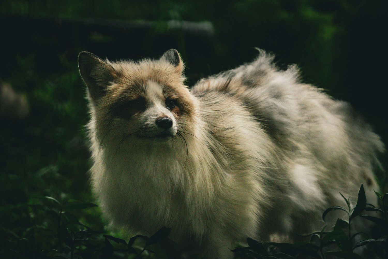 A fluffy red and white fox stands in dark green foliage, its thick fur coat on full display.