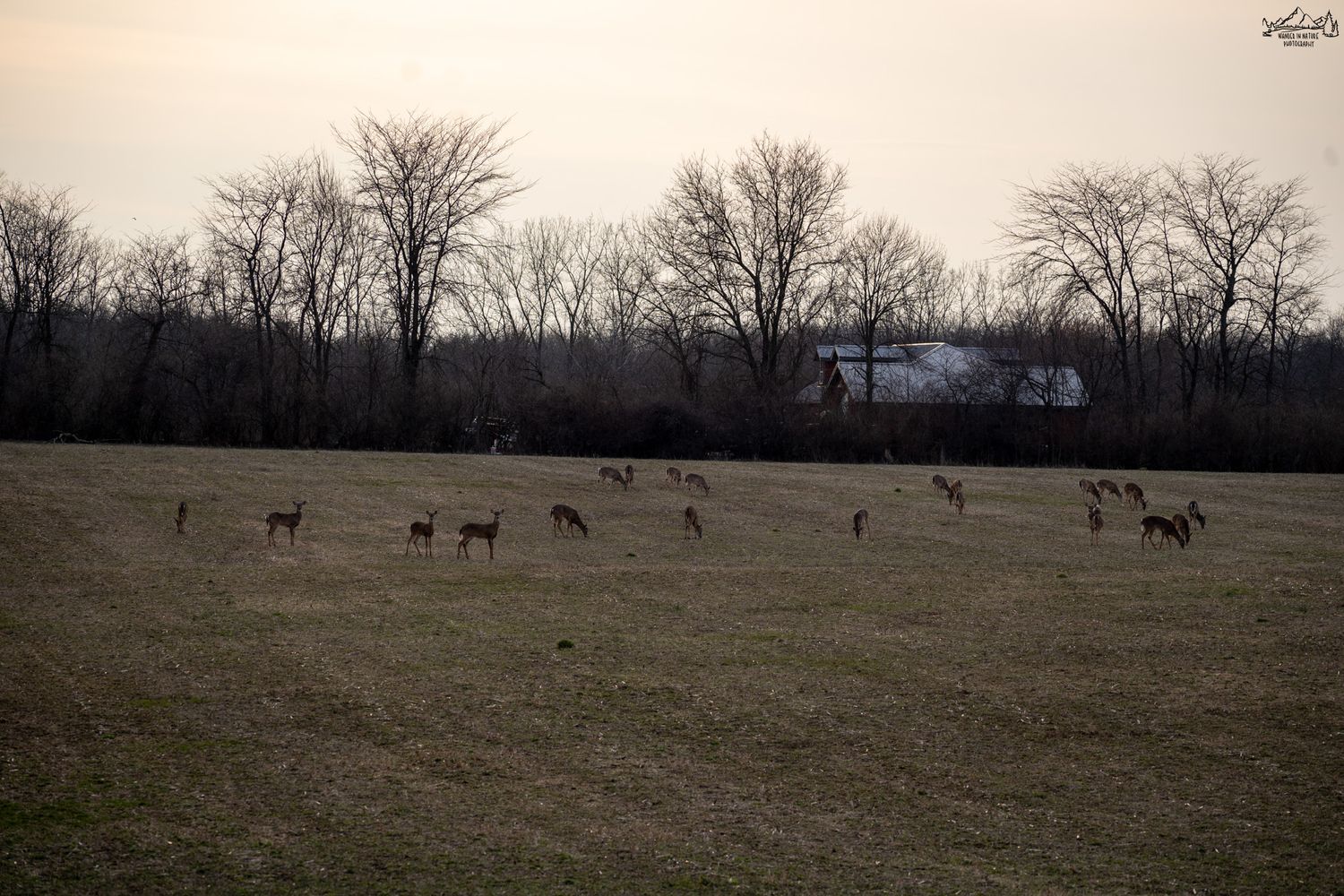 Herd of white-tailed deer grazing in an open field at dusk near bare trees.
