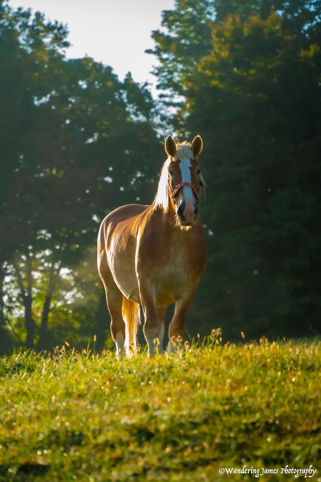 A chestnut horse with a blaze face stands in a sunlit green pasture surrounded by trees.