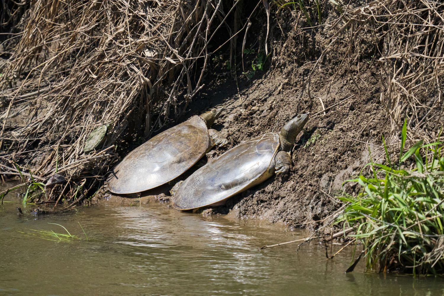 Two large flat turtles basking on a muddy riverbank surrounded by roots and shallow water.