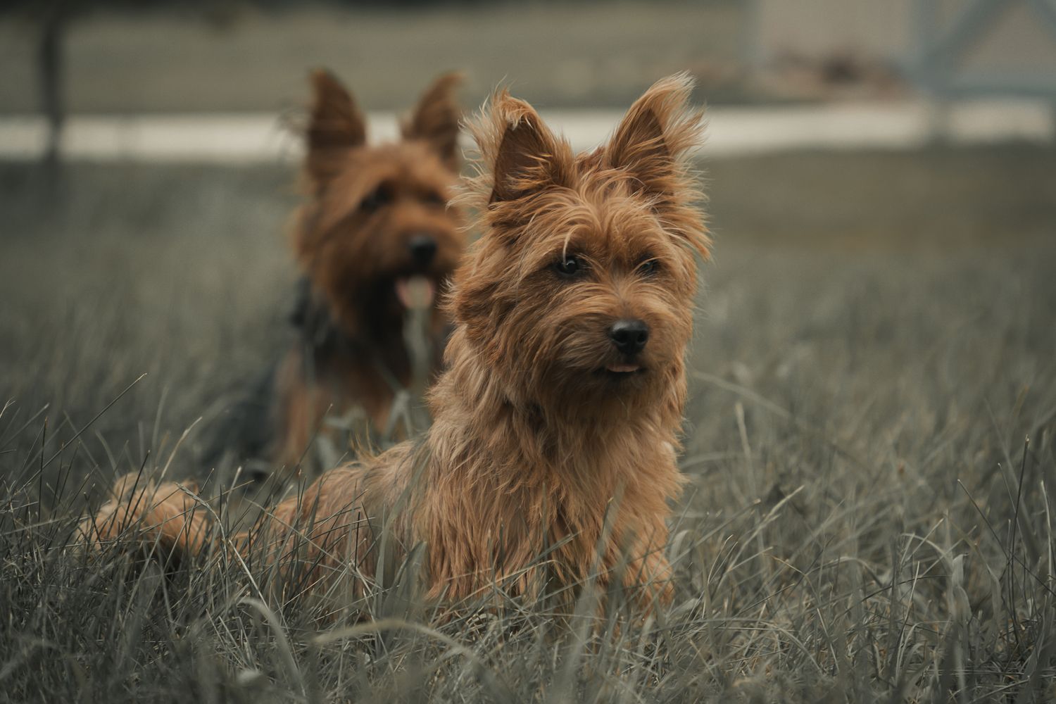 Two brown Australian Terrier dogs sit alert in a grassy field in moody desaturated lighting.