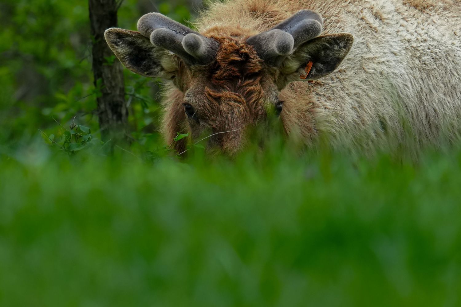 Curly-horned ram peering over lush green grass.
