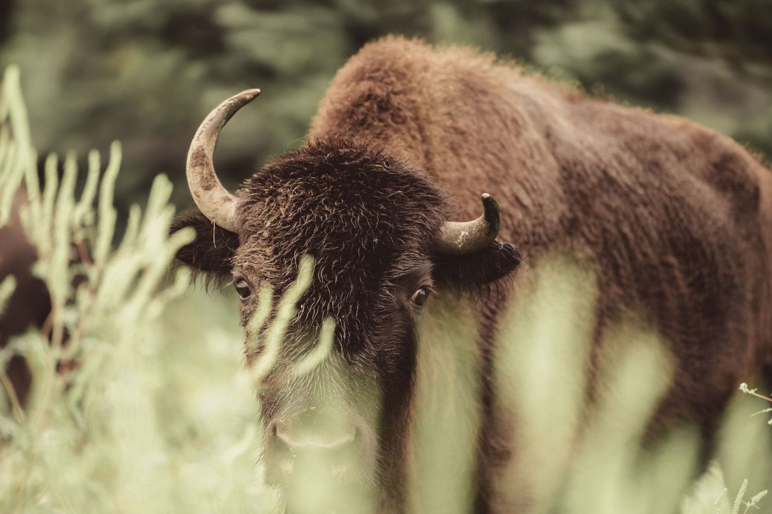 A shaggy brown bison with curved horns stands among tall wild grasses in a natural habitat.