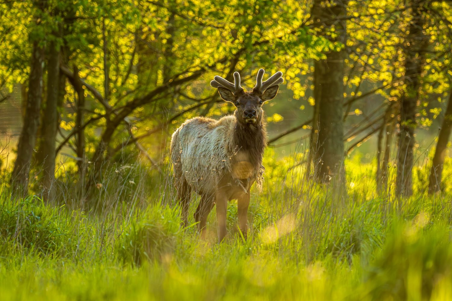 A majestic elk with velvet antlers stands in a sunlit forest clearing surrounded by lush green grass and glowing trees.