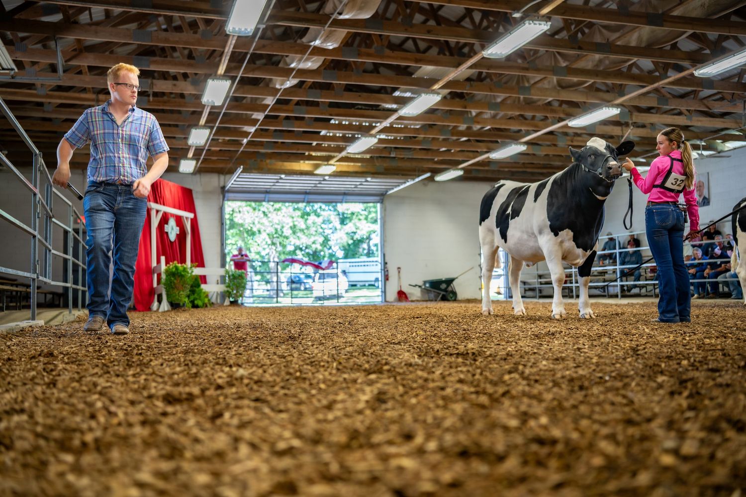 Boy and girl showing Holstein cows inside a large sawdust-floored livestock exhibition hall.
