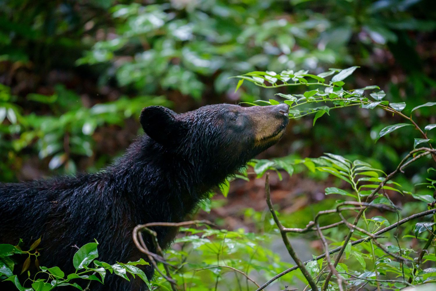 A black bear sniffs leaves on a green shrub in a lush forest.