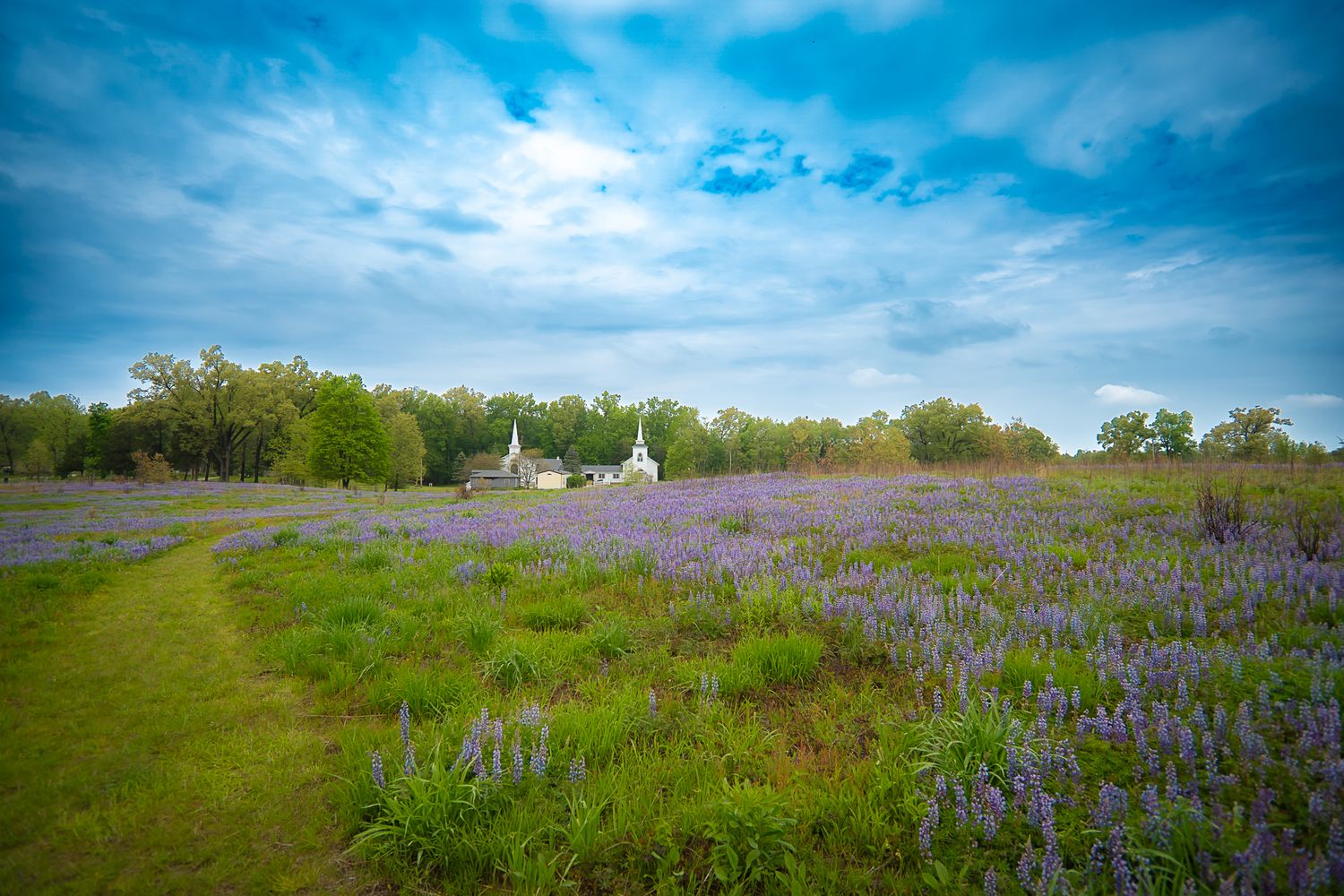 Vast field of purple lupine wildflowers stretching toward a white building surrounded by trees under a blue sky.