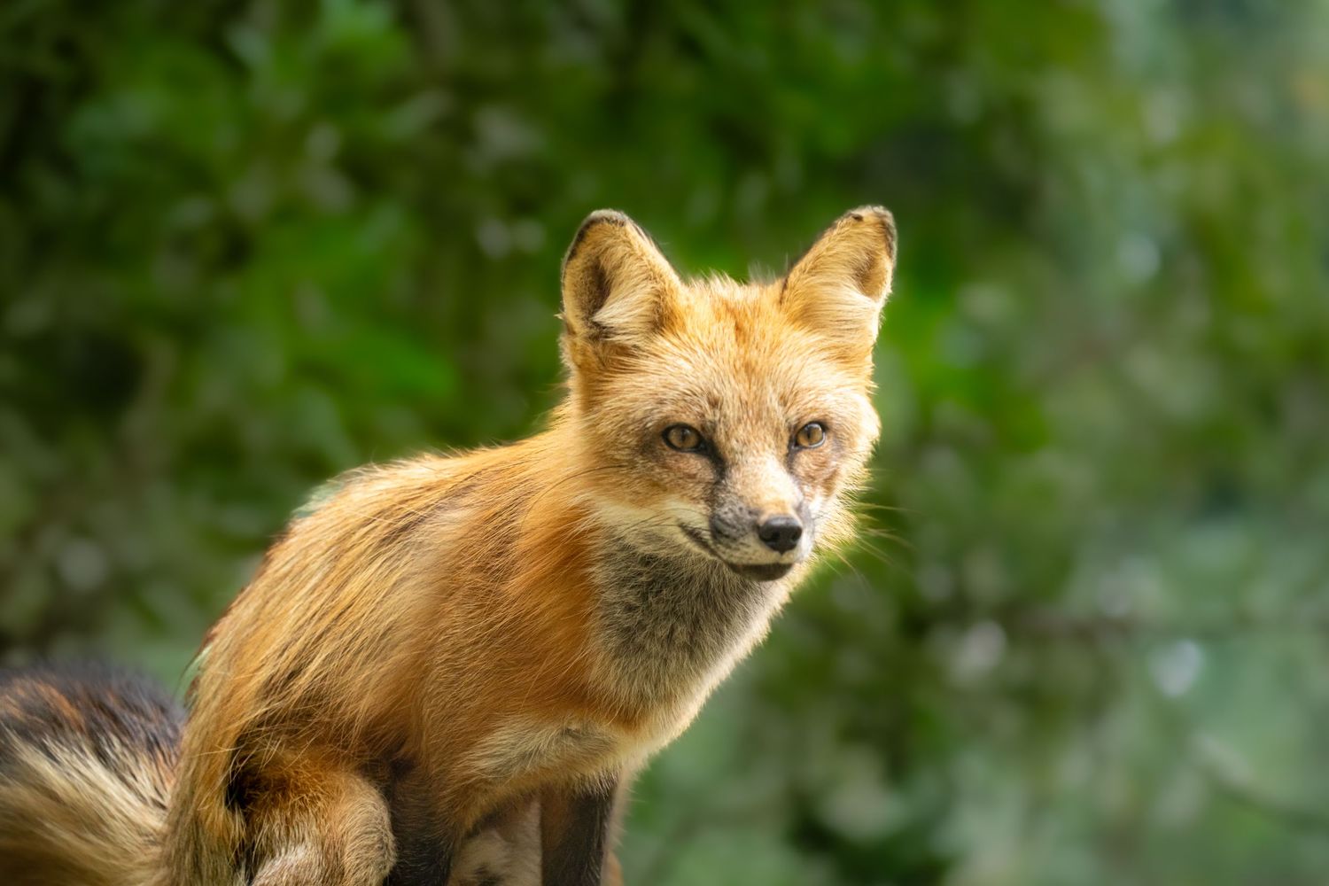 A red fox with bright orange fur gazes alertly at the camera against a lush green forest background.