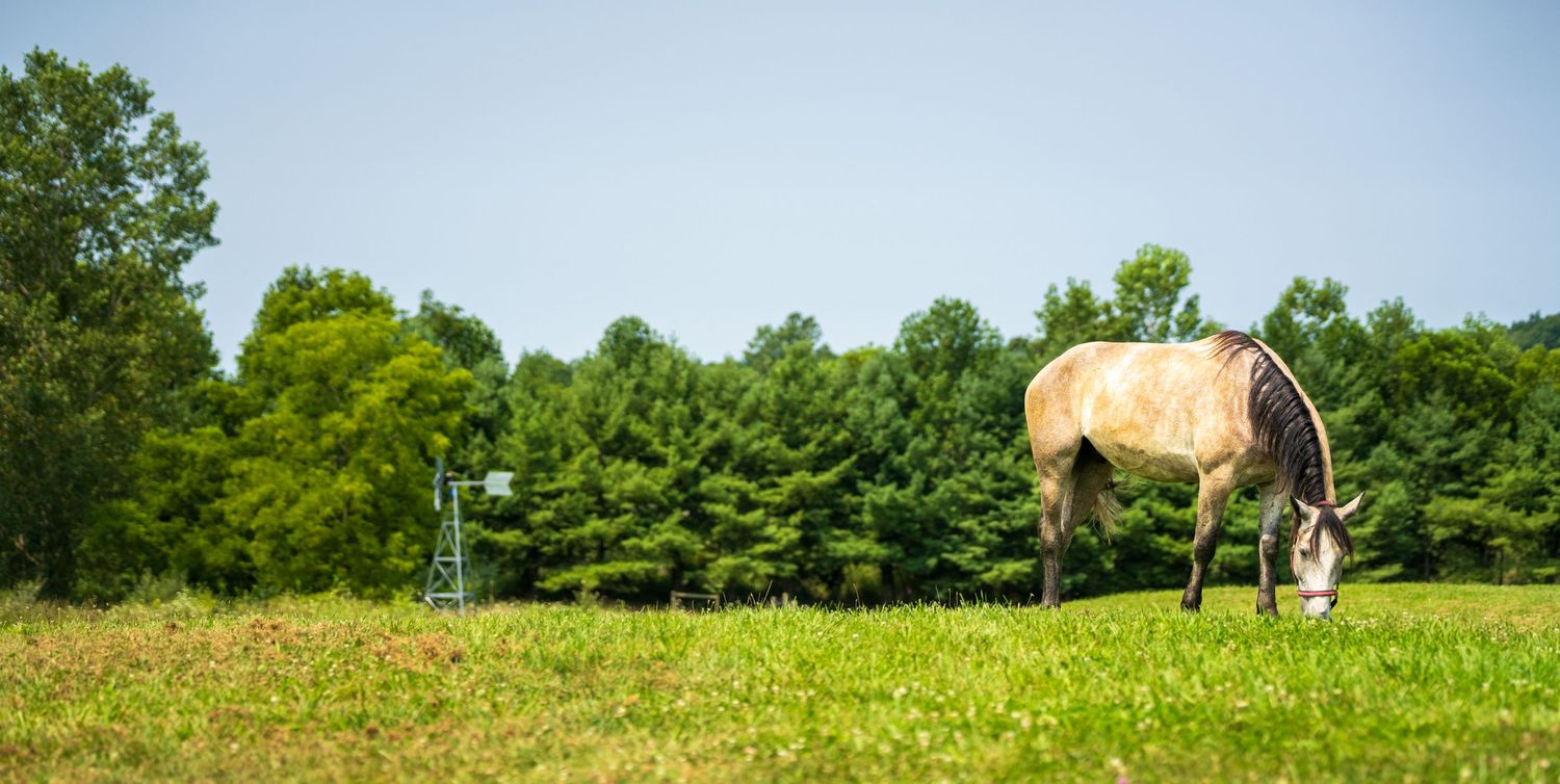 A buckskin horse grazing on lush green pasture with tall trees and a windmill in the background on a sunny day.