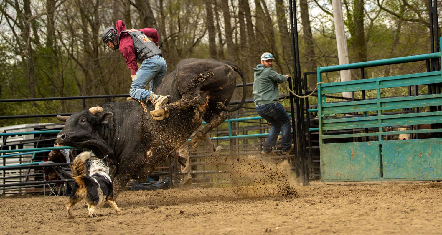 Bull rider competing in a rodeo arena while cowboys assist nearby, with dirt flying and green fencing in background.