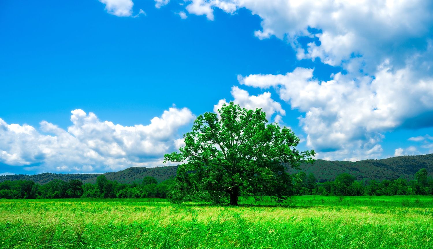 A lone tree stands in a vibrant green meadow with mountains in the background.