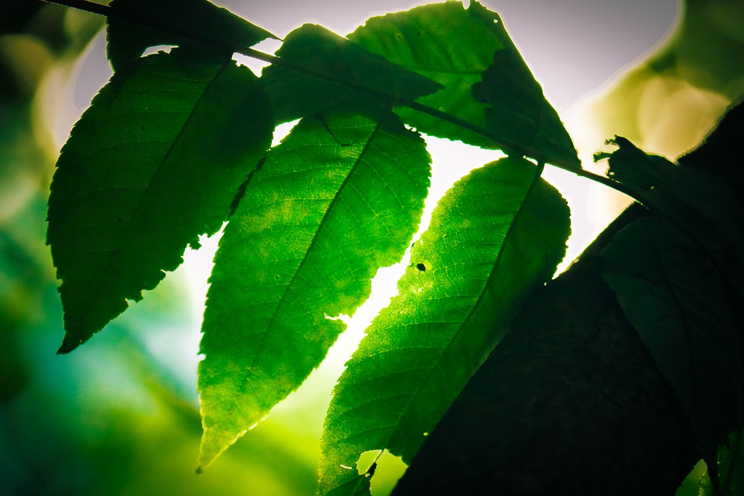 Vibrant green leaves backlit by sunlight showing detailed leaf veins against a bright glowing background.