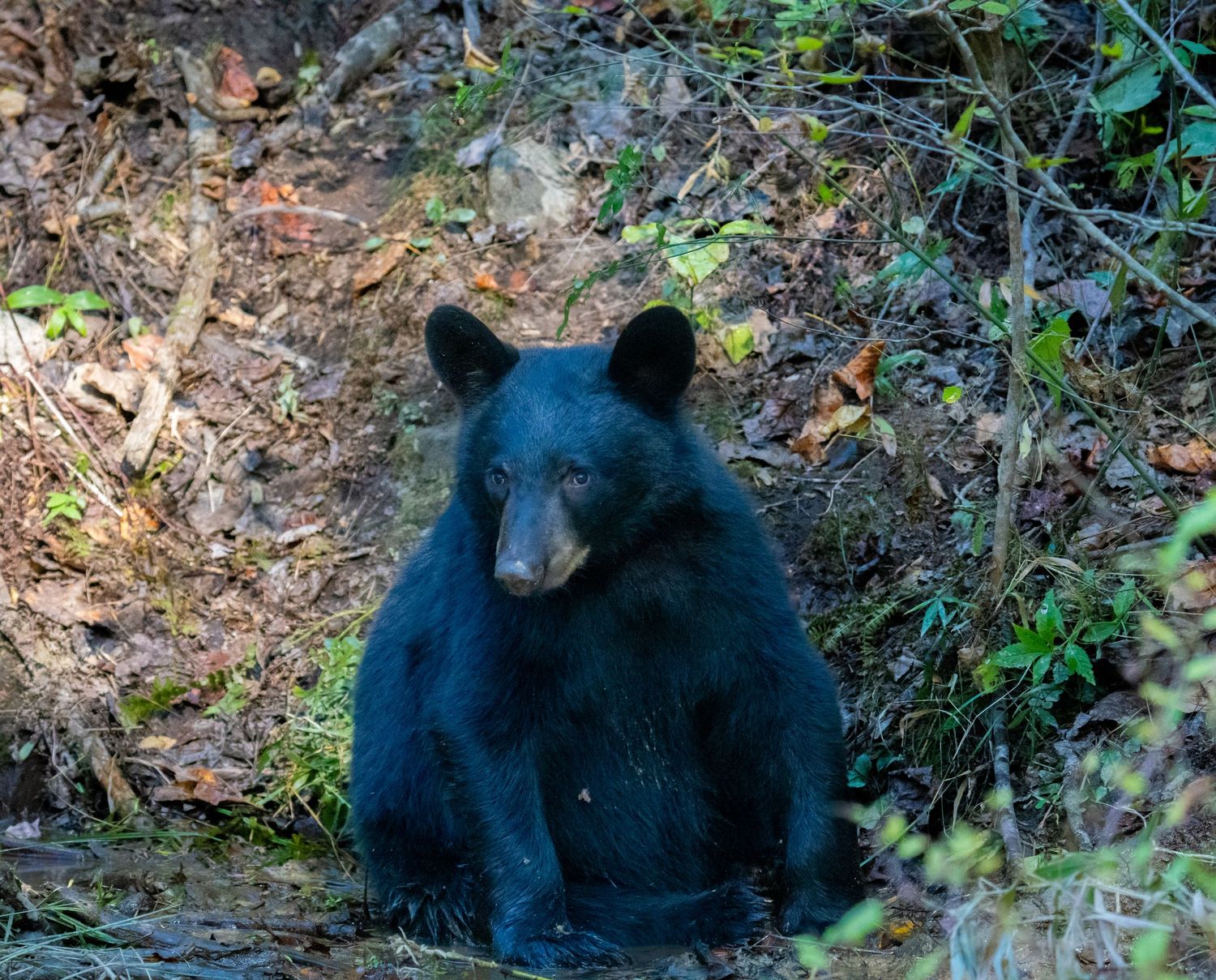 A young black bear cub sits upright on a rocky forest floor surrounded by green plants.