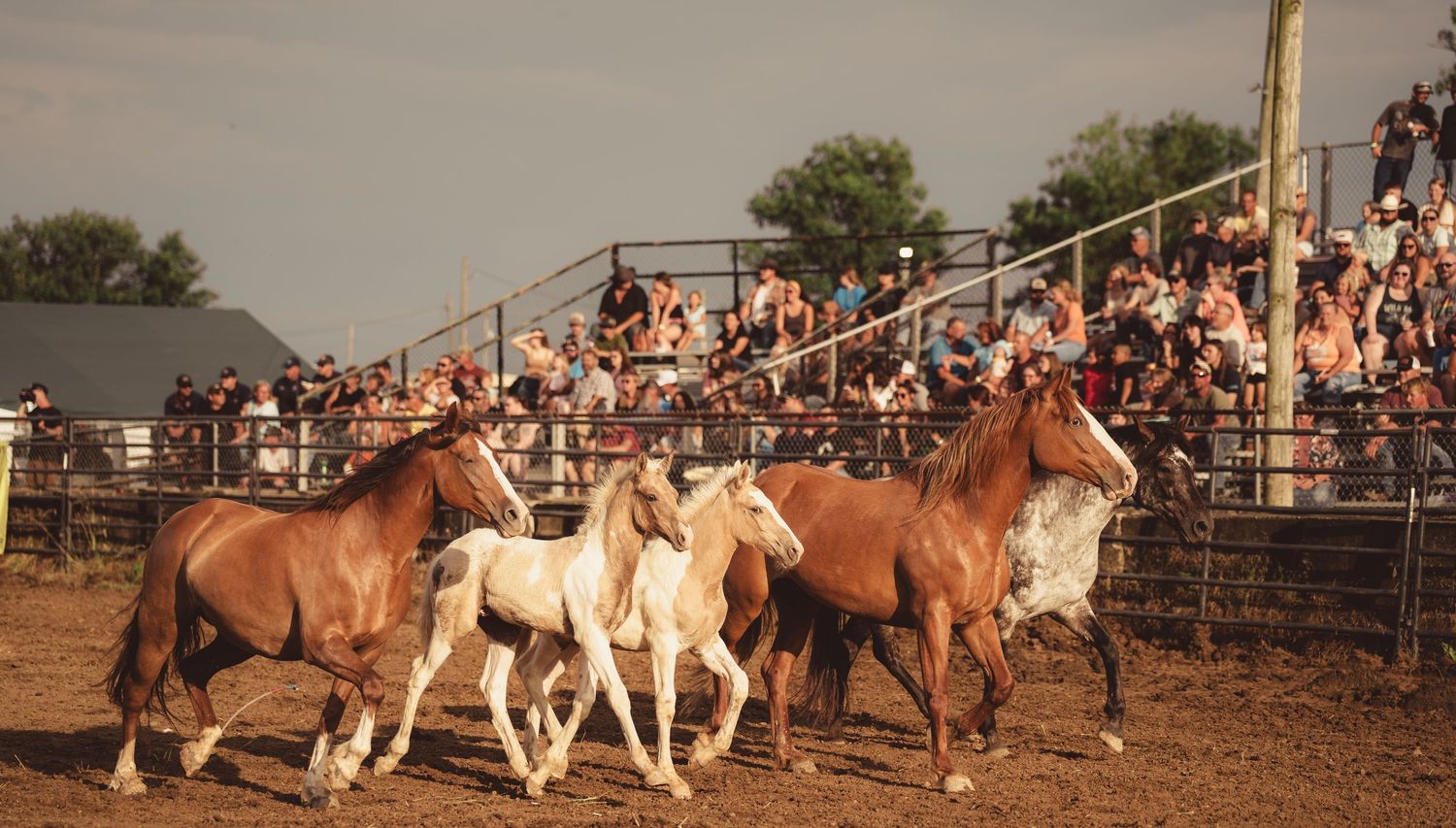 Four horses galloping in a rodeo arena with a crowd of spectators watching from the stands.