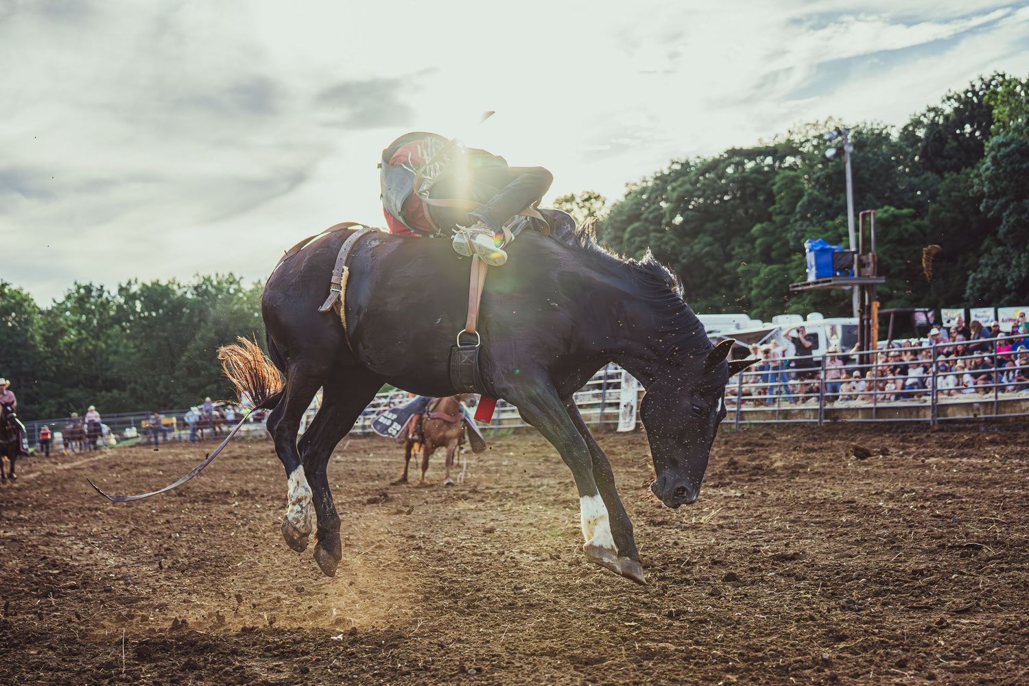 A rodeo rider on a bucking dark horse at a crowded outdoor rodeo event during golden hour.