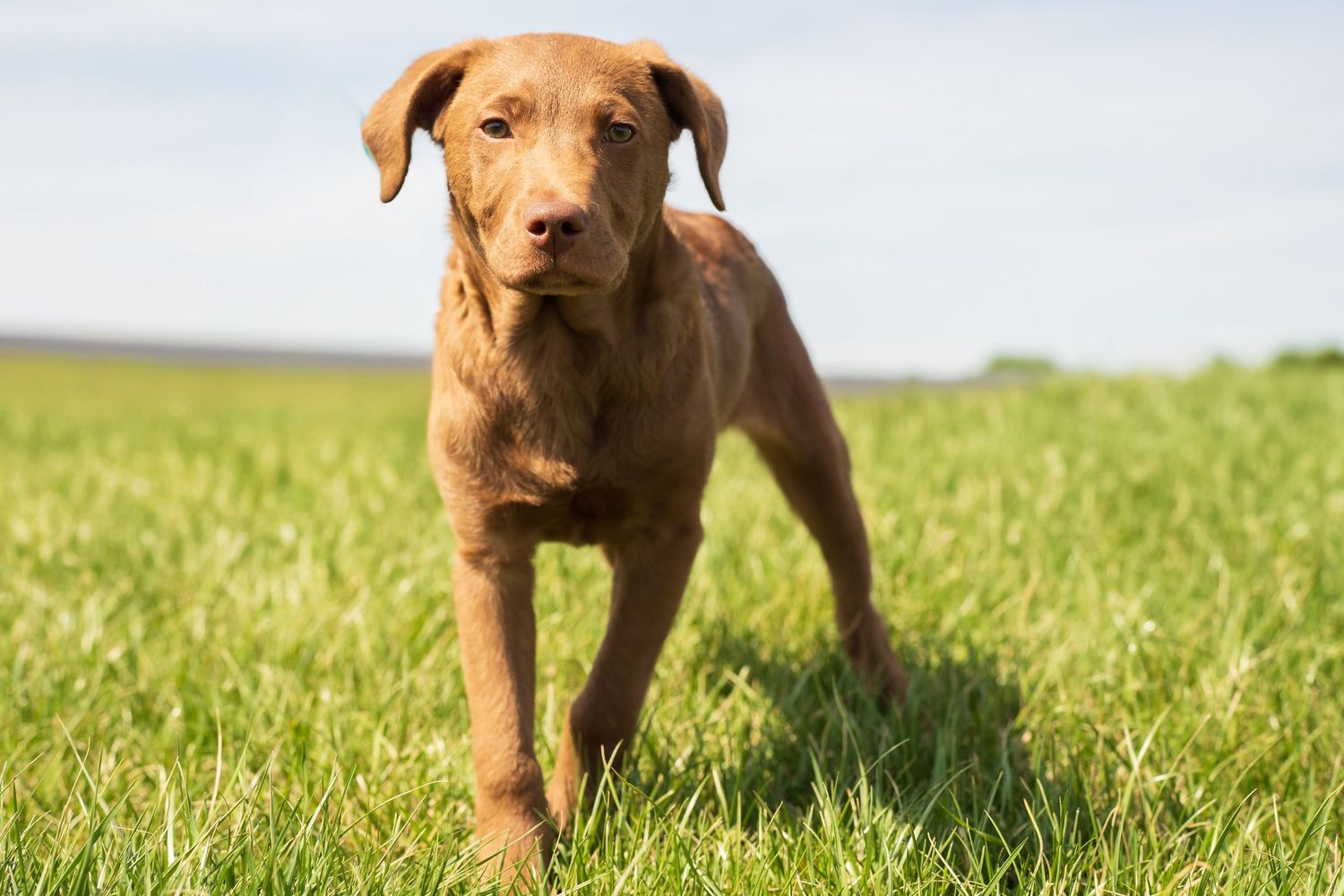 A brown Chesapeake Bay Retriever puppy stands alert on lush green grass under a blue sky.