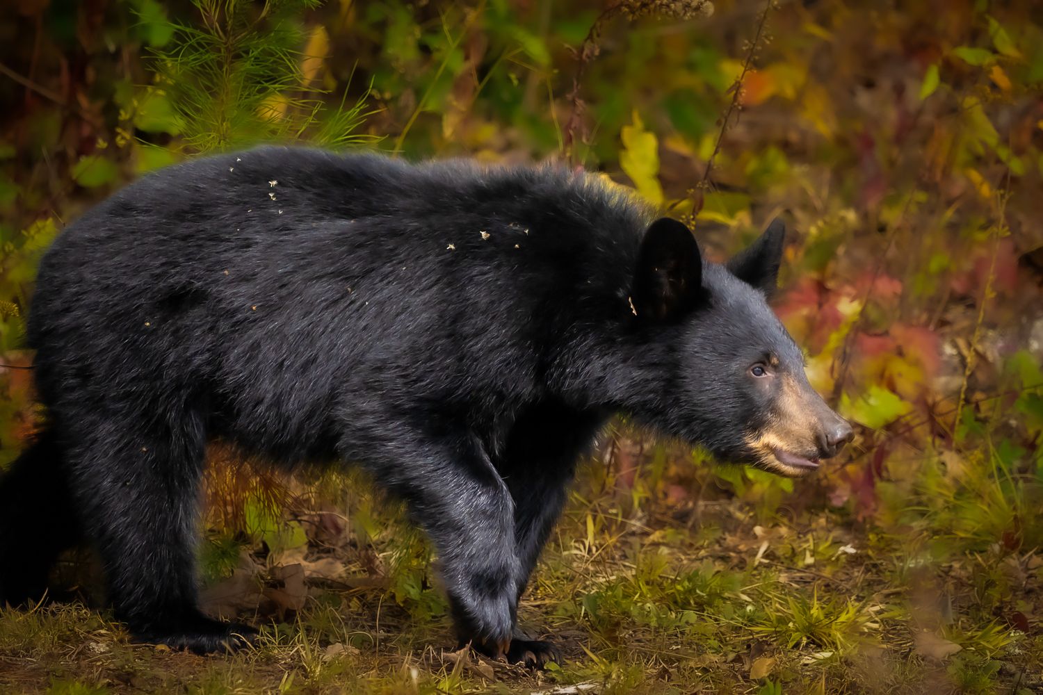 A black bear walks through colorful fall vegetation in the wilderness.
