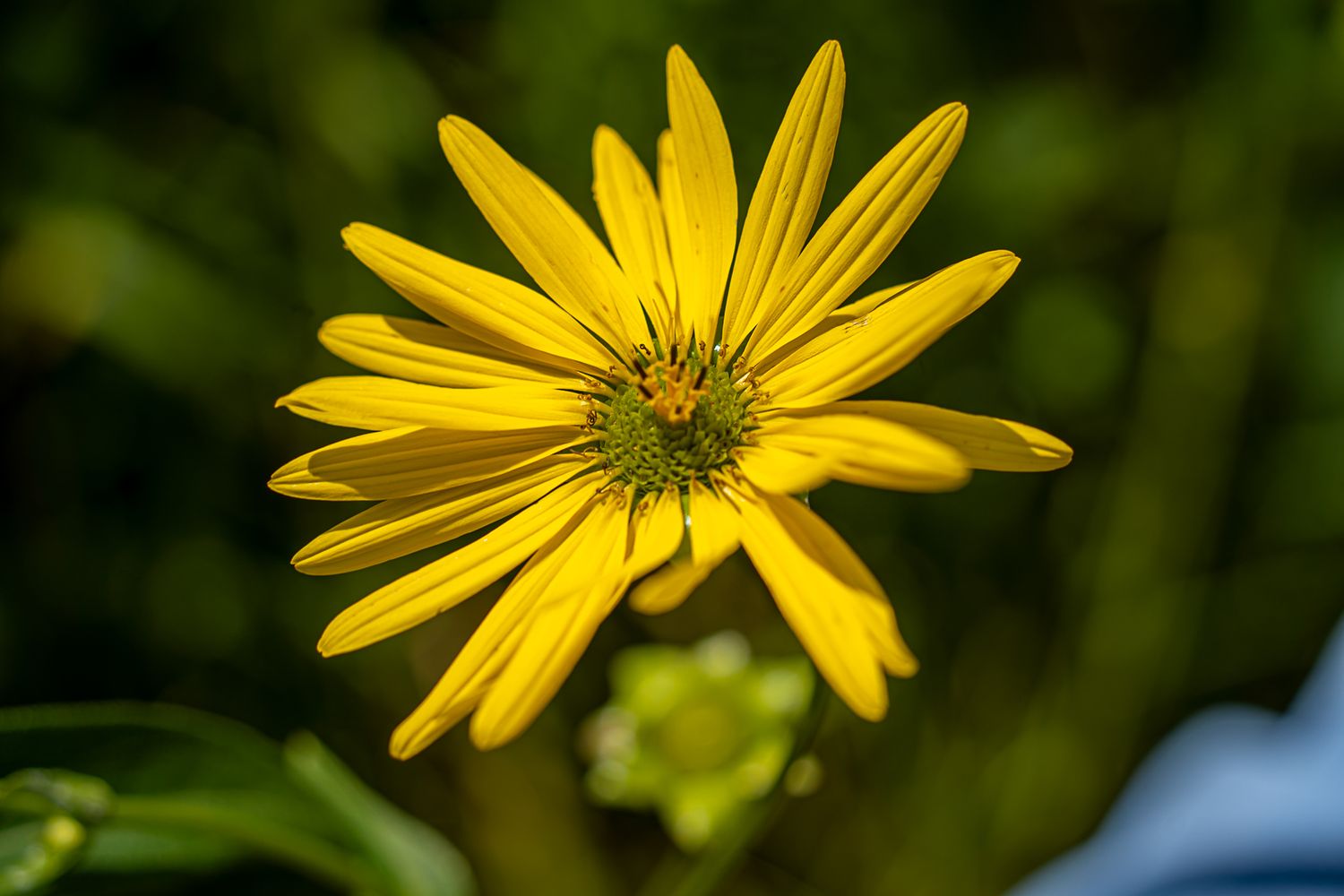 Bright yellow daisy flower with long petals and green center blooming in a garden with blurred green background.