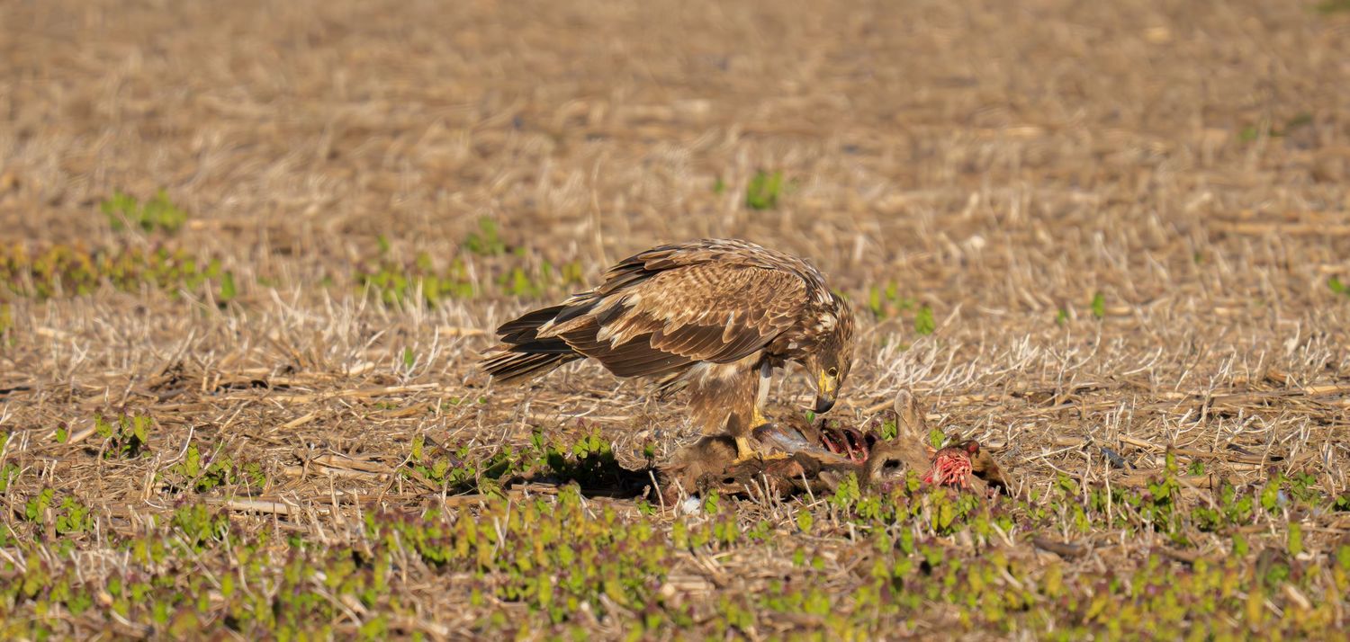 A hawk feeding on prey in an open field with dry grass and sparse green shoots.