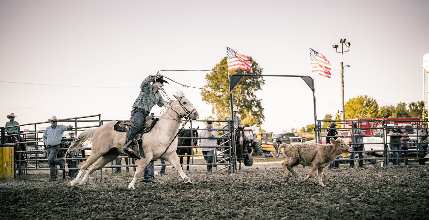 Cowboy on rearing white horse chasing calf at rodeo with American flags flying in background.