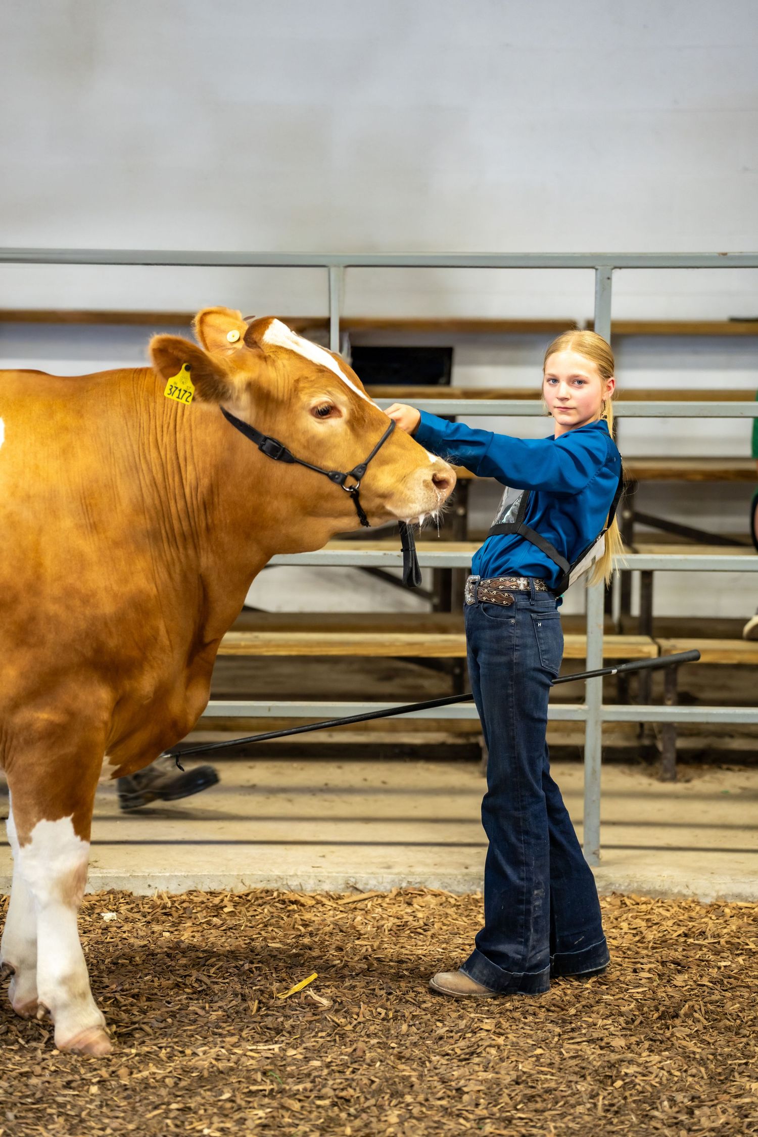 Blonde girl in blue jacket leading a brown Guernsey cow at an indoor livestock show.
