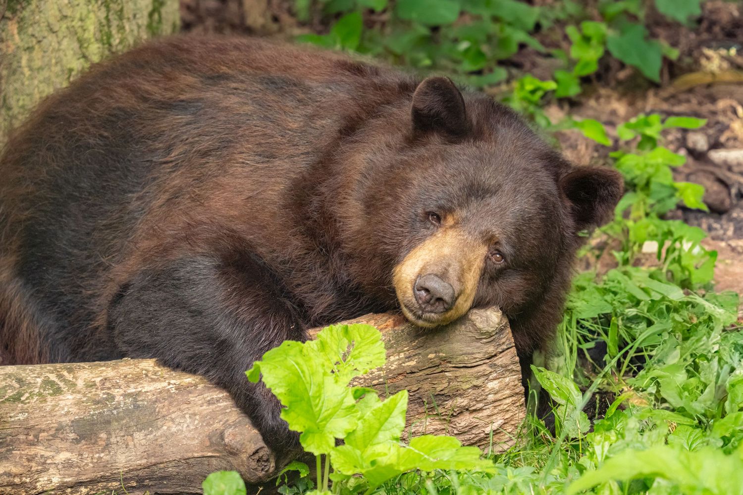 A large brown black bear resting its head on a mossy log surrounded by lush green foliage in a forest.