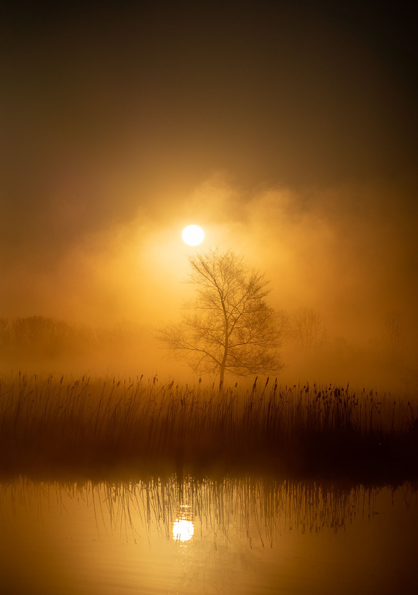 A misty golden sunrise reflects on a calm lake with silhouetted reeds and a lone bare tree.