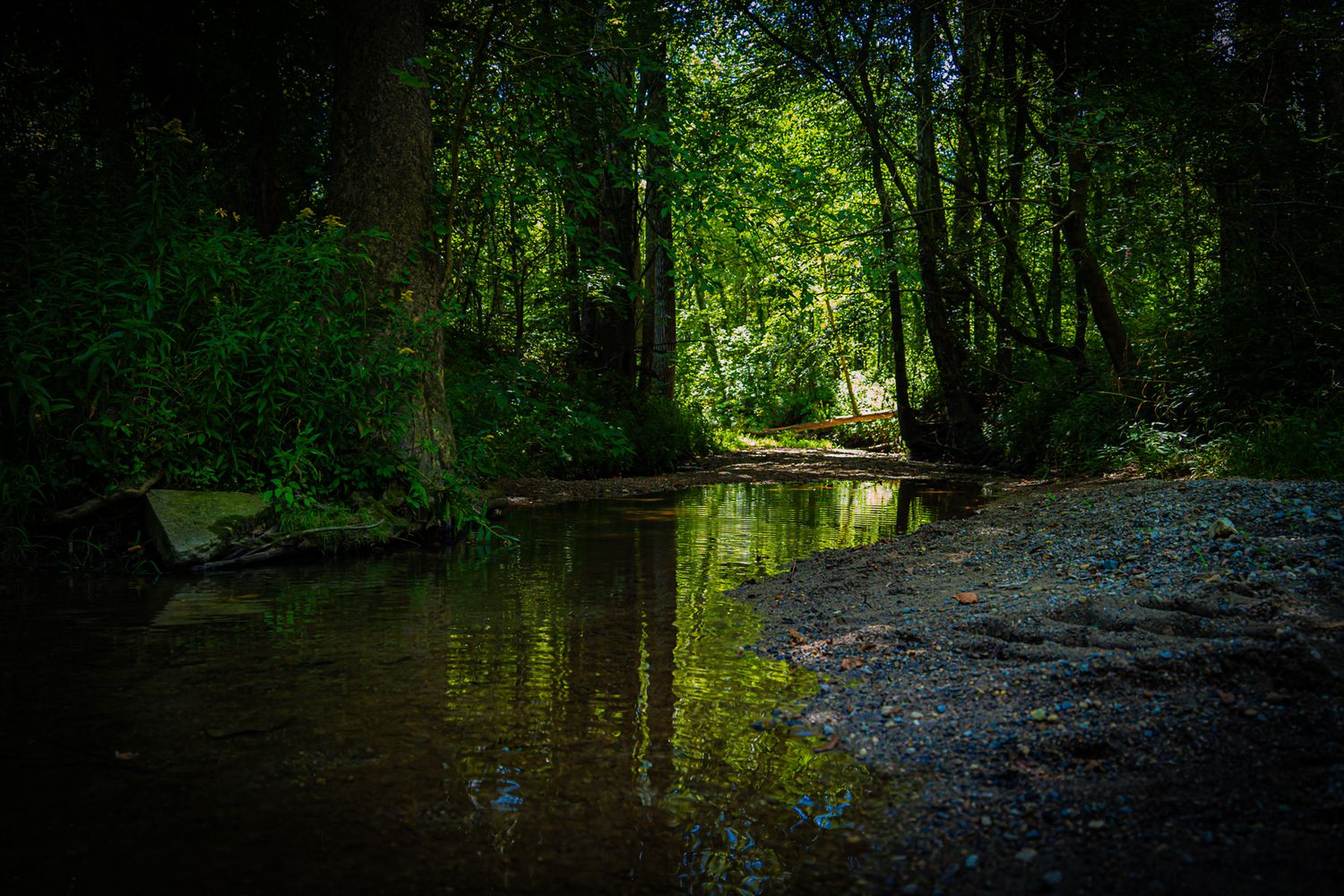 A dark moody forest creek reflects lush green tree canopy in still shallow water.