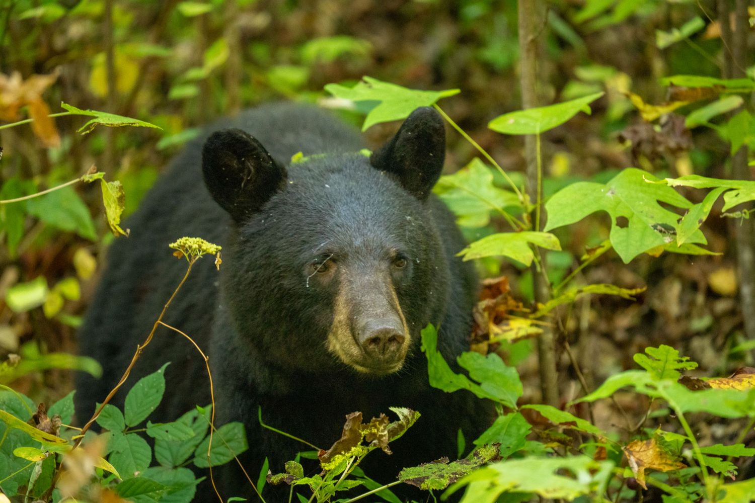 A large black bear gazes forward through vibrant green leafy vegetation in a forest setting.