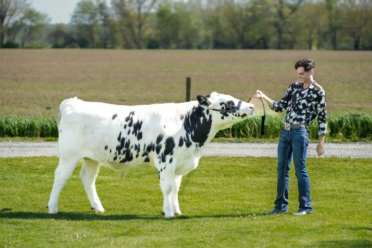 Young man leading a black and white Holstein dairy cow in a green farm field.
