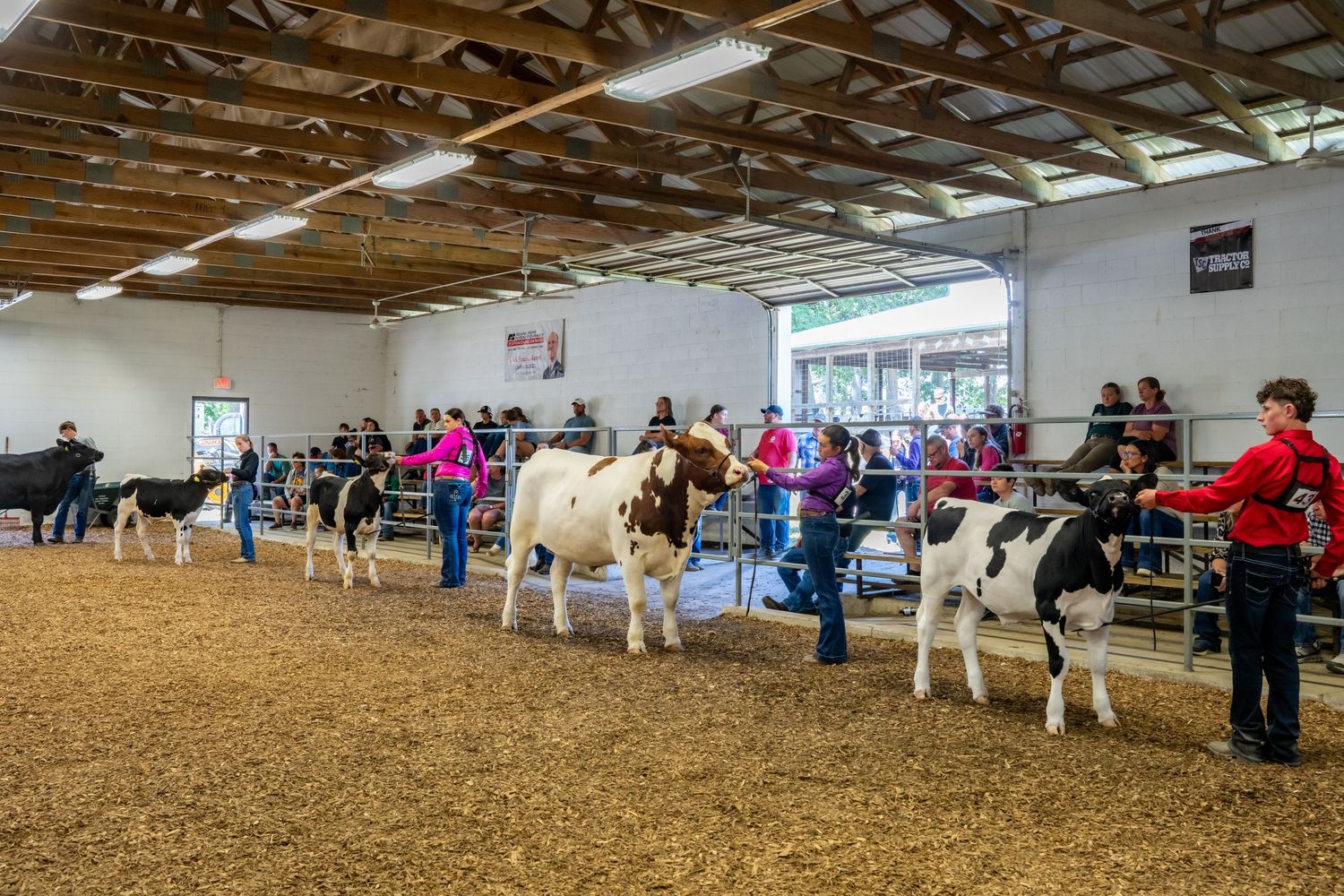 Handlers lead black and white dairy cows in an indoor livestock show arena filled with spectators at a county fair.