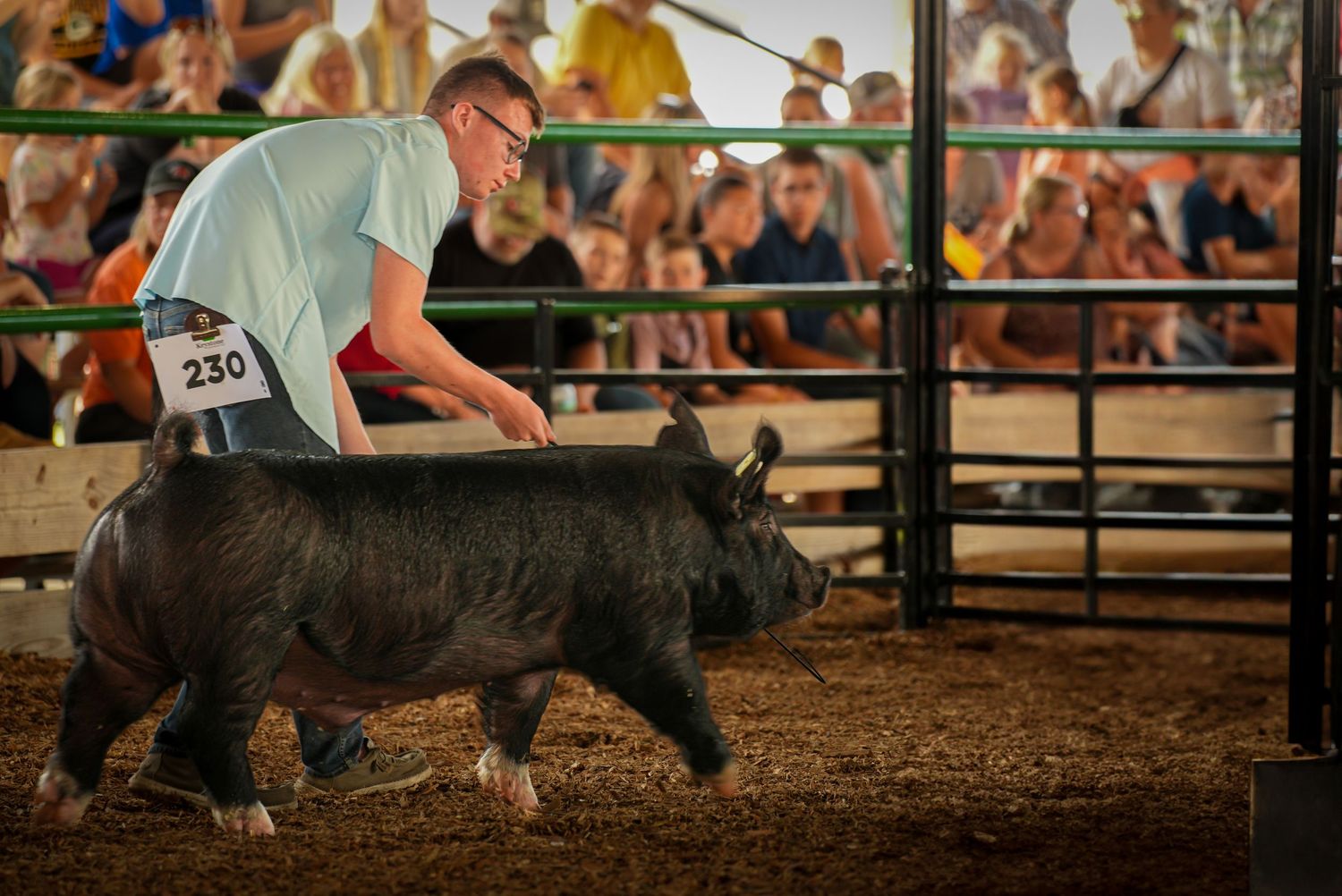 Competitor number 230 guiding a black pig during a livestock show at a county fair.