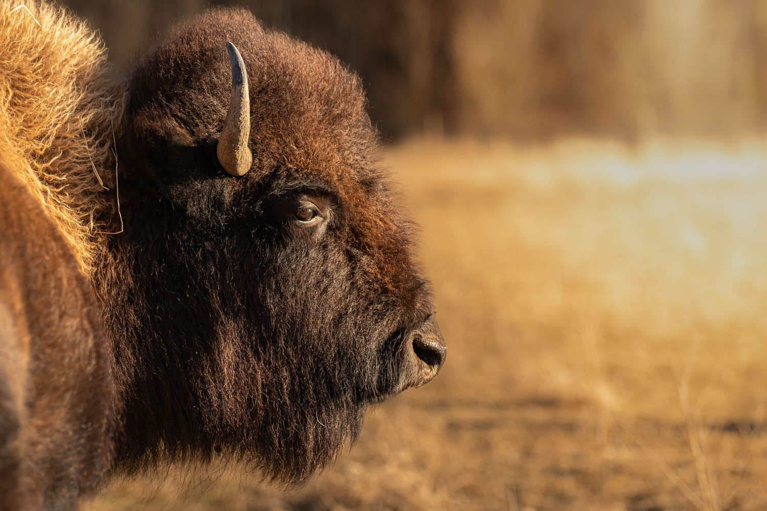 Close-up profile portrait of an American bison with curved horn in warm golden sunset light on dry grassland.
