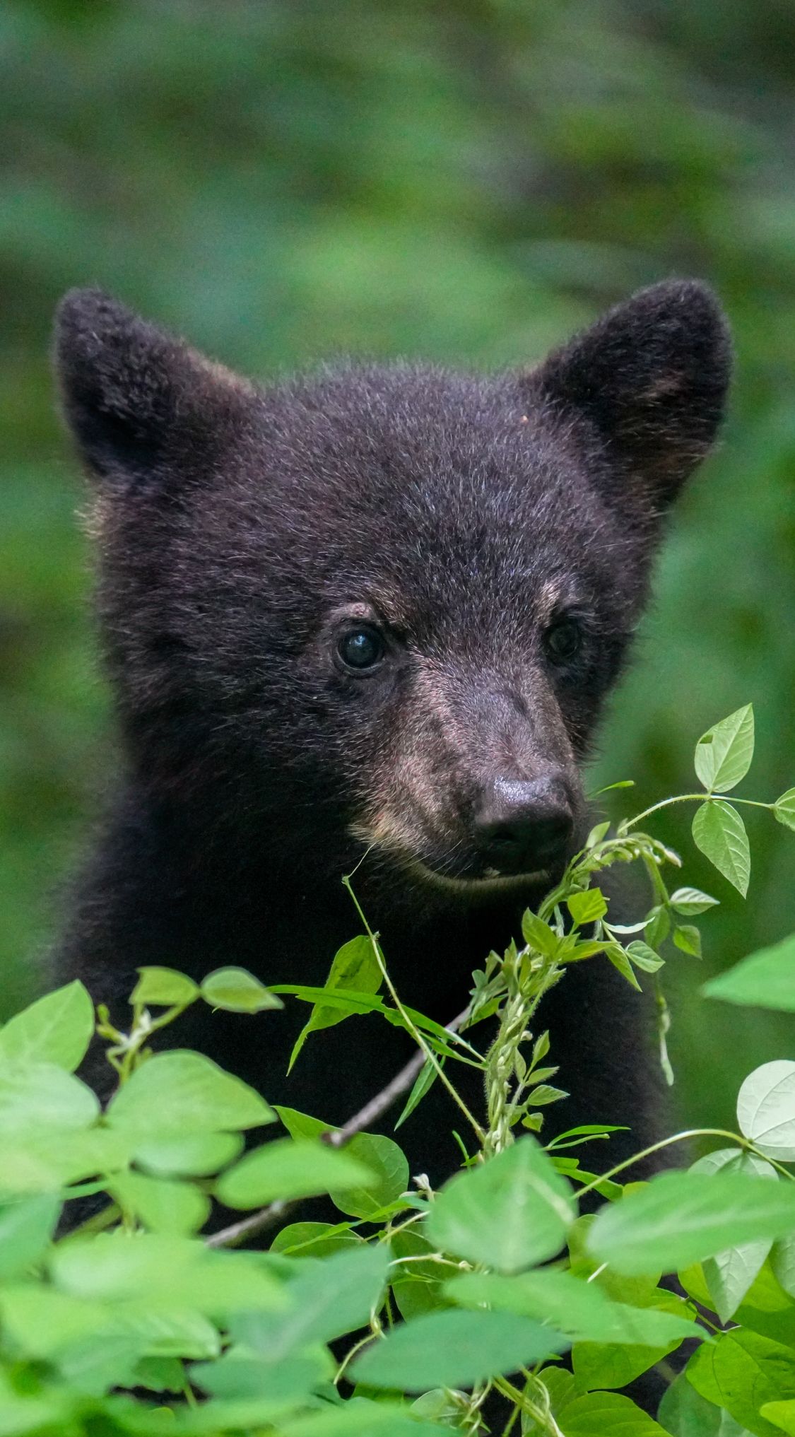 A young black bear cub peering curiously through green forest leaves in its natural habitat.