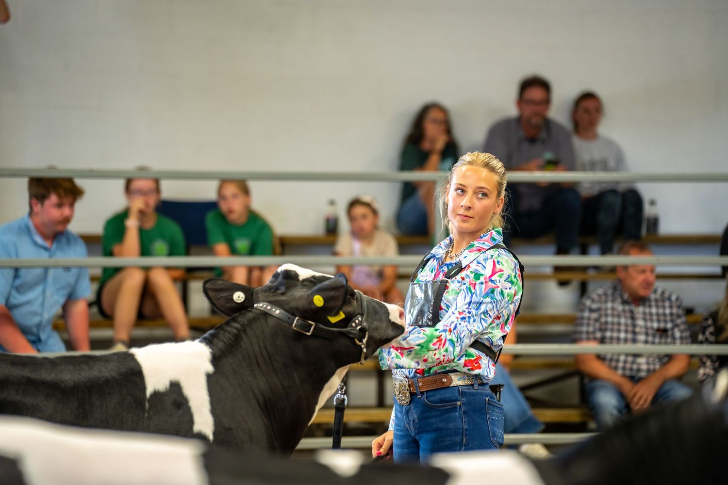 A young woman in a floral shirt presents a black and white Holstein cow before judges at a livestock show.