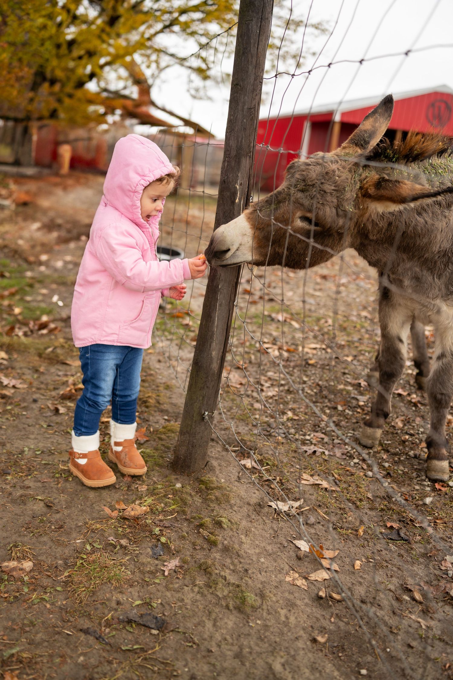 A toddler girl in a pink jacket feeds a donkey through a wire fence at a petting farm.