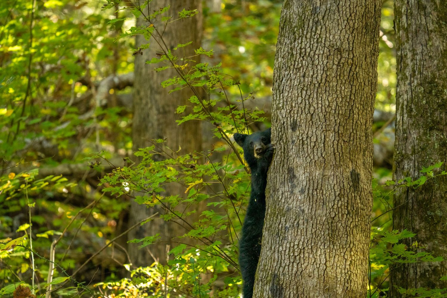 A small black bear cub climbs a tree trunk in a sunlit forest.