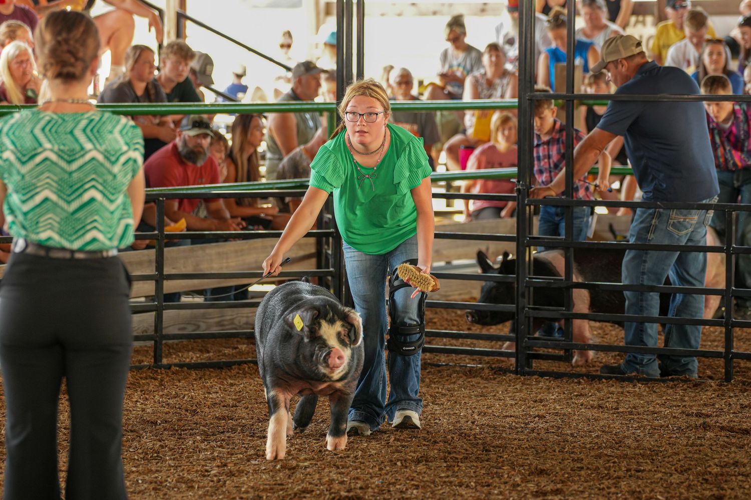 Girl in green shirt leading a black and white pig at an indoor county fair show.