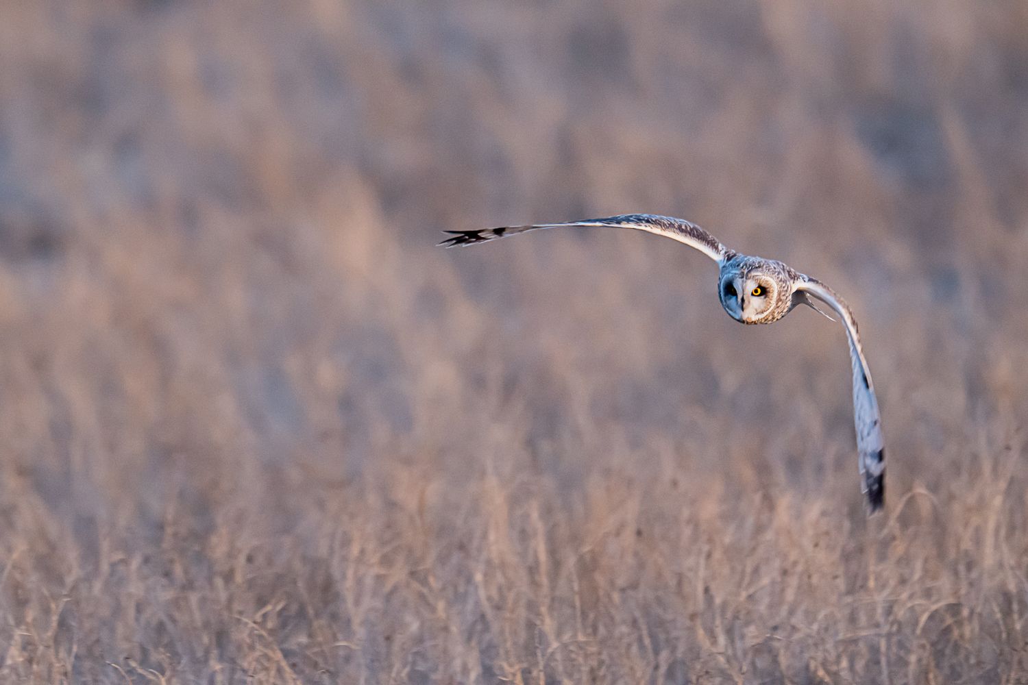 Short-eared owl soaring low over dry winter grassland.