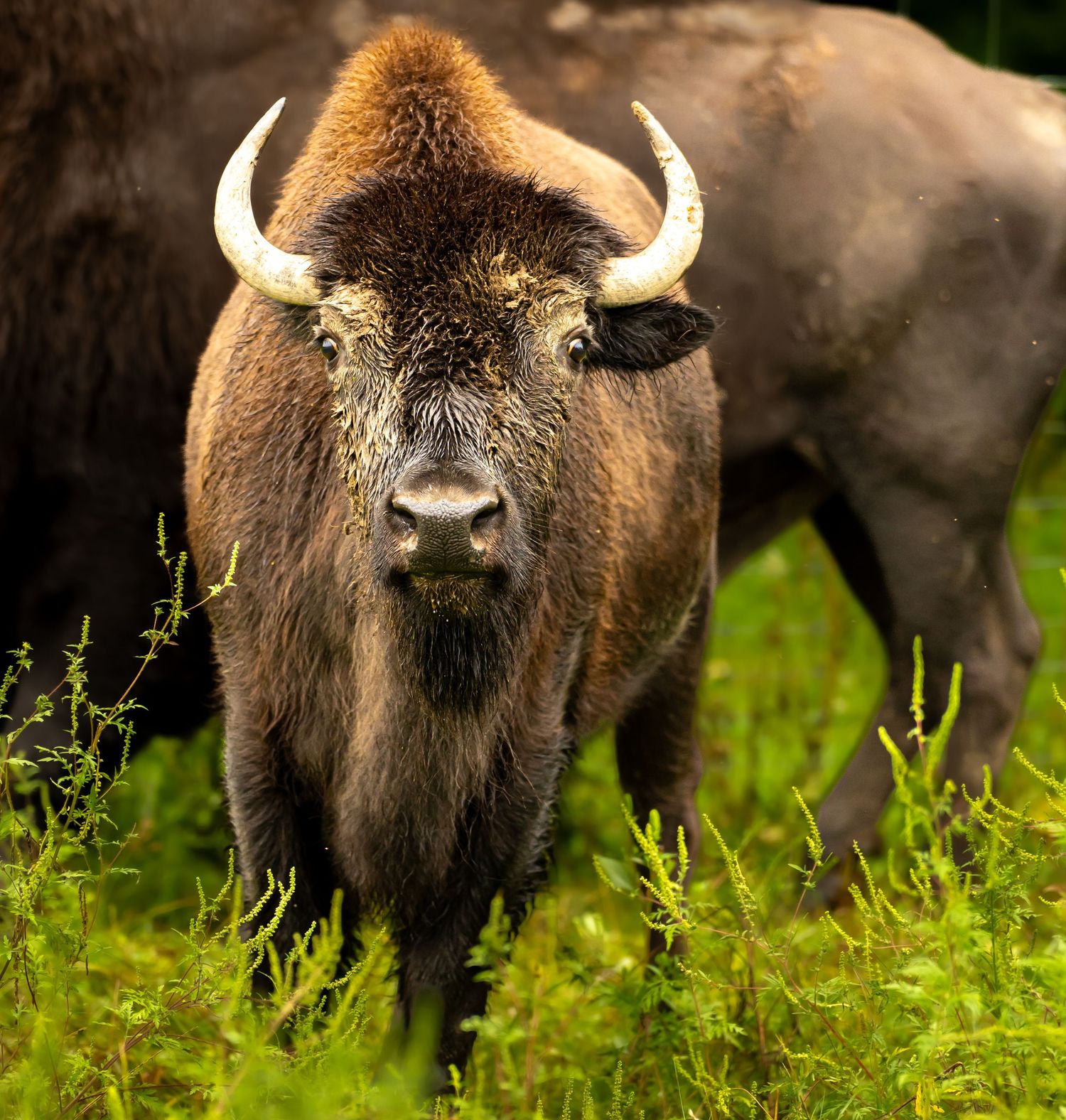 A massive brown bison with curved white horns stands alert in green grass, staring directly at the camera.