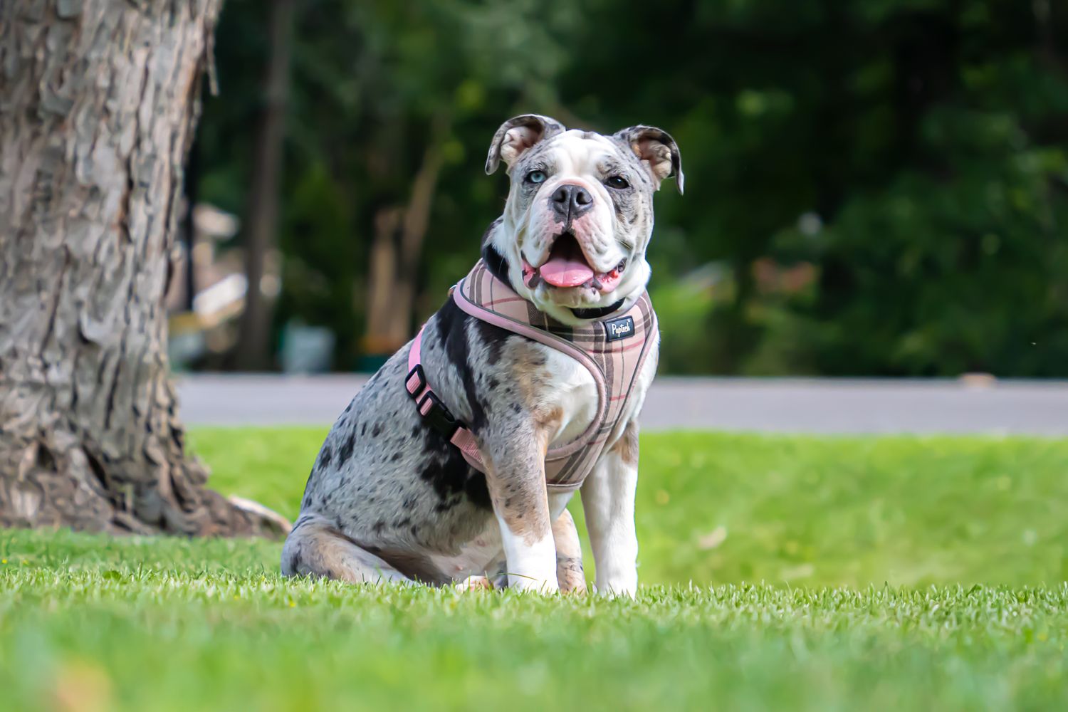 A speckled bulldog wearing a pink harness sits happily on green grass beside a tree in a park.