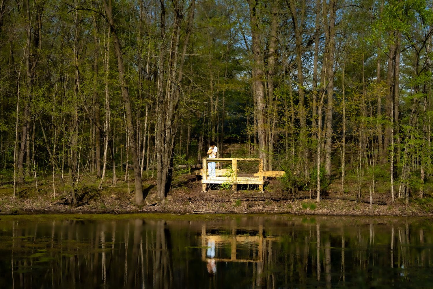 A yellow bench sits on a serene lakeside dock surrounded by lush green forest trees reflected in calm water.