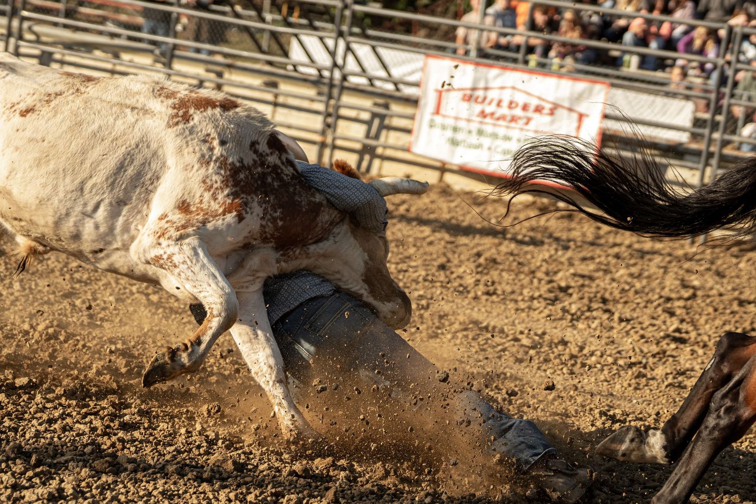 A rodeo bull wrestler grapples with a large white steer in the dirt during a steer wrestling event.