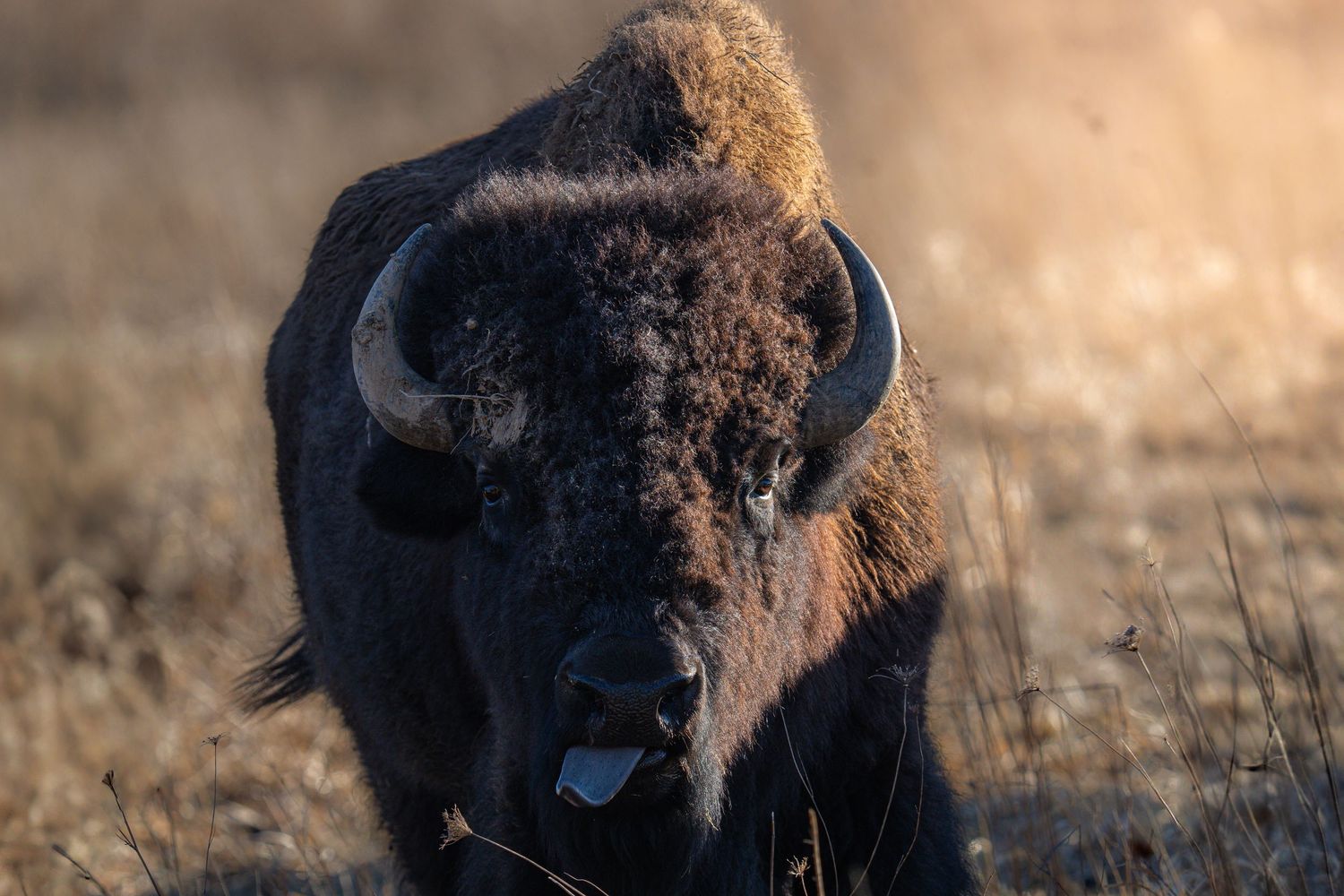 American bison with tongue out walking through dry golden prairie grass.