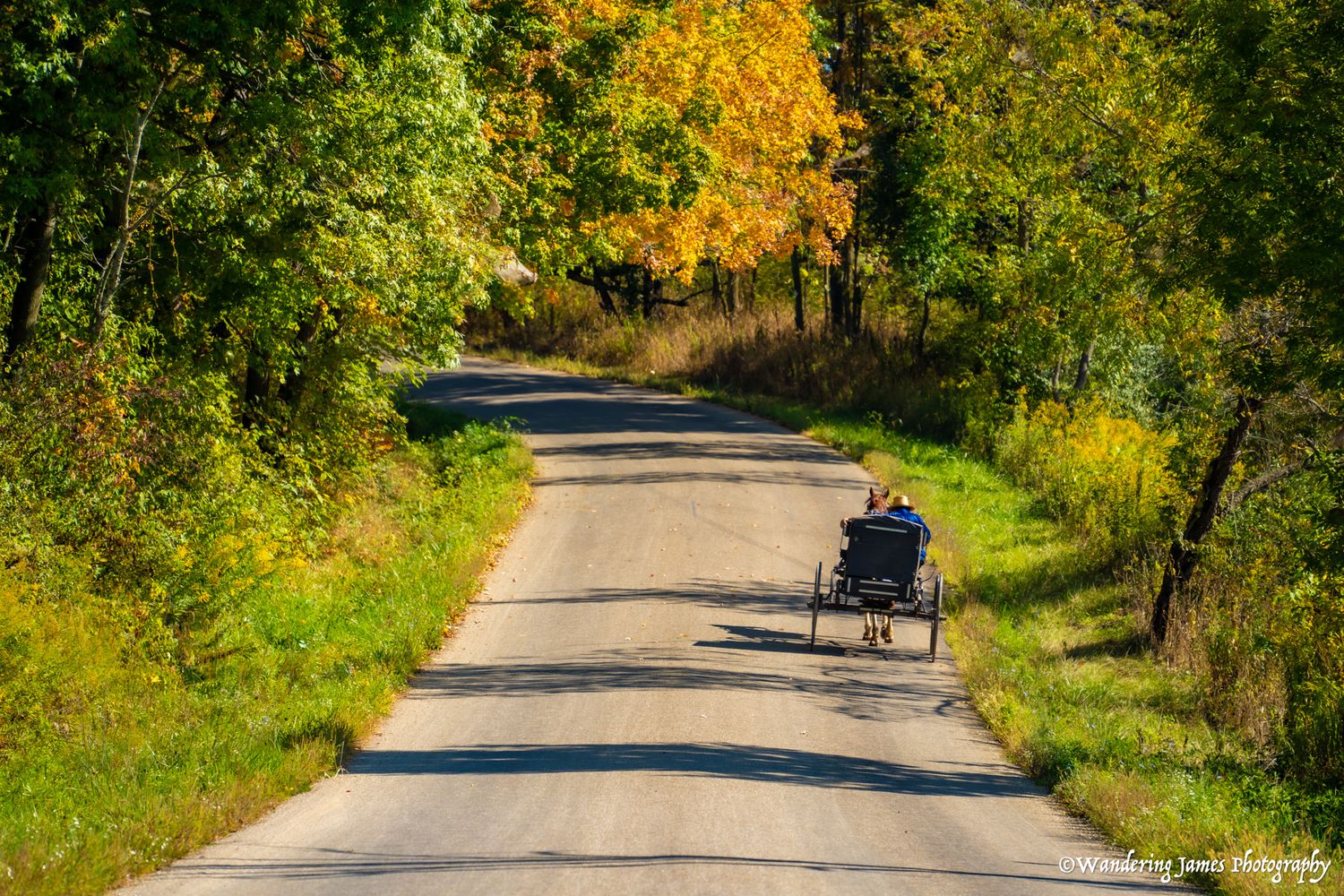 A person rides a recumbent bicycle down a peaceful tree-lined country road in autumn.